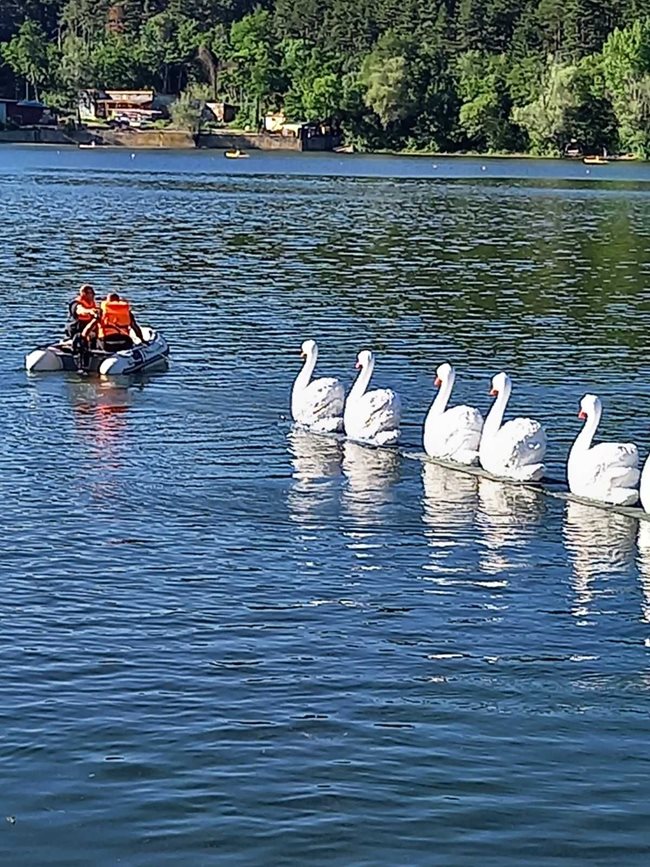Служители на общинската аварийна дирекция теглят с лодка в Панчаревското езеро макети на лебеди по време на репетицията на "Лебедово езеро". 
