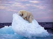 Снимка на полярна мечка, заспала върху айсберг, спечели награда