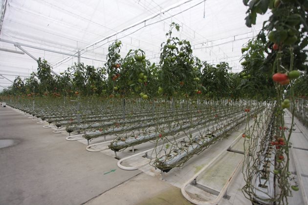 Оранжерията за домати, отглеждани по хидропонен метод в с. Садовец, е създадена и с помощта на европейско финансиране