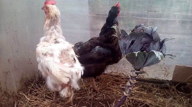 Линеенето на кокошките извън сезона показва, че те са опаразитени