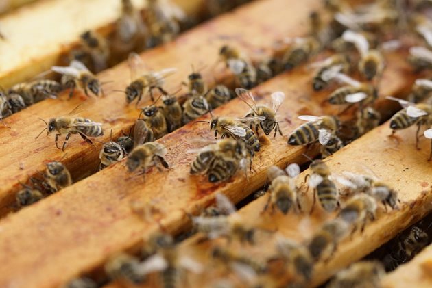 Добрите грижи за пчелните семейства през март са предпоставка за добър медосбор