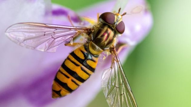 Дивите опрашители навлизат доста "навътре" в местообитания на медоносните пчели и "внасят" вируси на места, където досега пчелите не са били изложени на риск.
