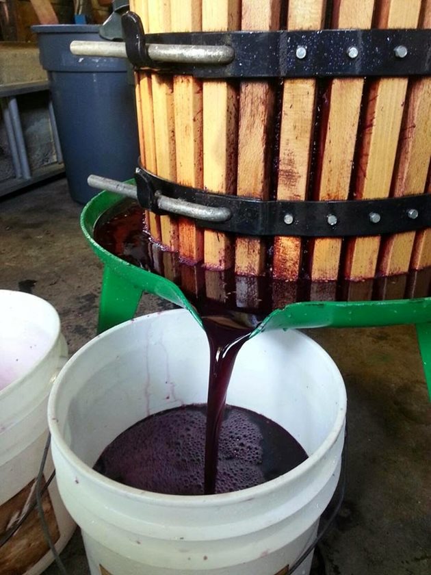 Виното получава кехлибарен цвят, а когато е от червено грозде - шоколадов
