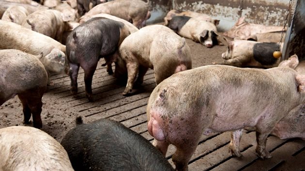 Когато свинете се отглеждат при лоши санитарно-хигиенни условия, скатолът от фекалиите им се абсорбира в тялото им директно чрез кожата