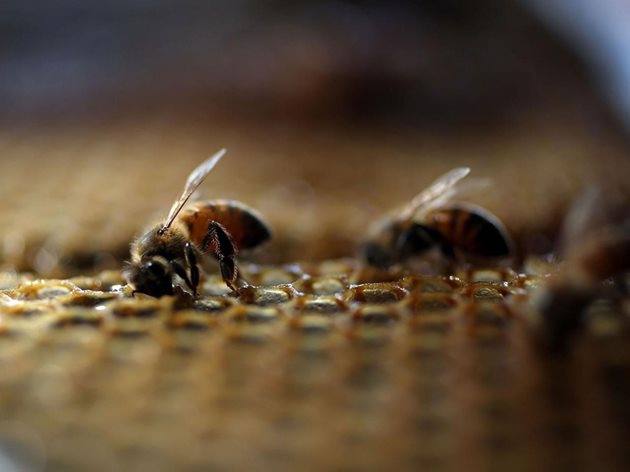 Снимка Умиращи медоносни пчели в кошер във Флорида, САЩ, фотограф Joe Raedle