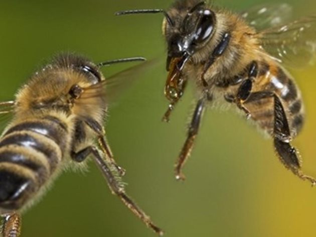 При промяната на времето - ту хладно, ту топло - пилото е намалява чувствително. Резул­татът от този, непознат за някои пчелари, проблем е появата на канибализъм в пчелното семейство.