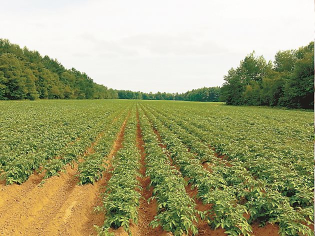 Опазването на картофите от болести е сред важните фактори за по-добра реколта