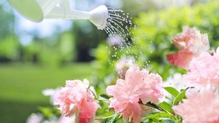 Какво е най-важното за поливането на цветята