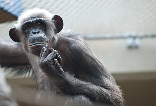 От всички примати шимпанзето има най-голям мозък. То яде и най-много плодове.