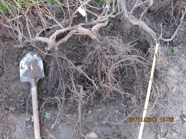 Имайте предвид, че кореновата система на лозите е много дълбока и широка, и за да получи хранителни вещества в дълбочина, се изисква добро разрохкване