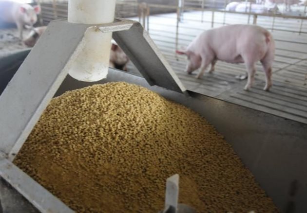 С използването на новата фуражна добавка, която скоро ще бъде патентована в САЩ, ще бъде намален рискът от потенциална зараза на свинете с АЧС чрез фуража
