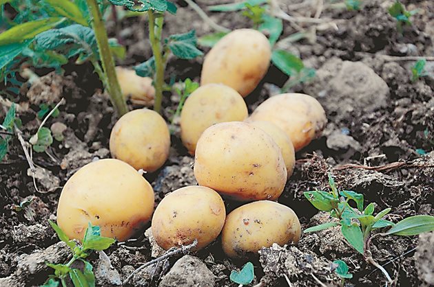 Изваждането на картофите трябва да става в сухо време