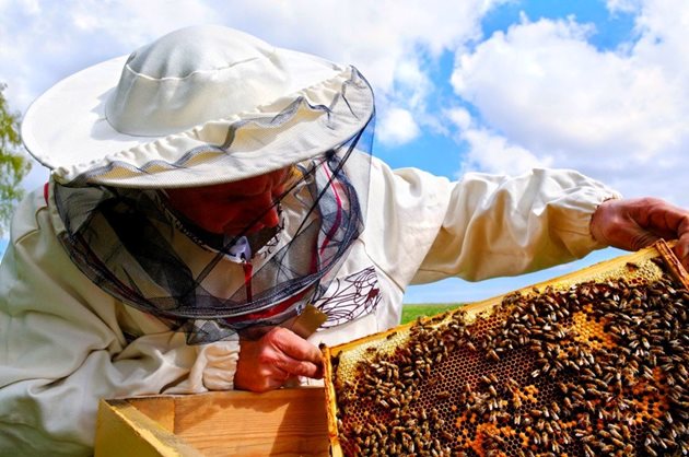 Ако масата на контролния кошер започне да се увеличава с 0,4-0,5 кг дневно, а крайните пити да се запълват с мед, това означава, че главната паша е настъпила.