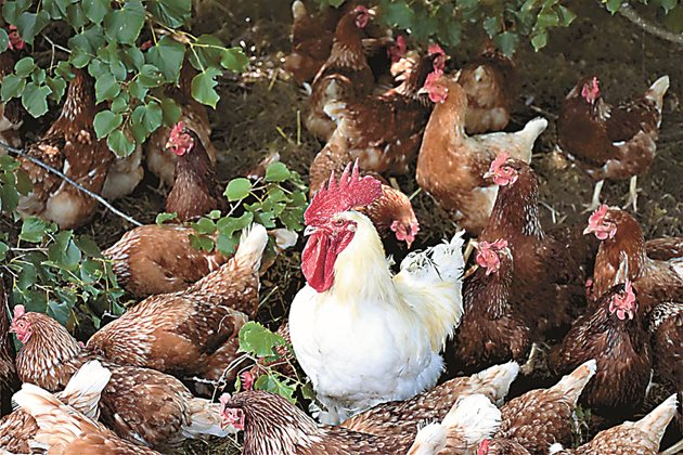 Дозировката на месокостното брашно за кокошки-носачки през пролетта е 10 грама, през лятото е 6-7 г на ден, а през есента и зимата - 5 г