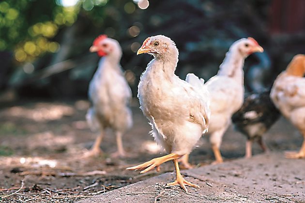 Месокостното брашно не трябва да се излива "на око", особено при приготвяне на мокра каша. Предозиране на животински протеин води до нарушена бъбречна функция и развитие на подагра при пилетата.