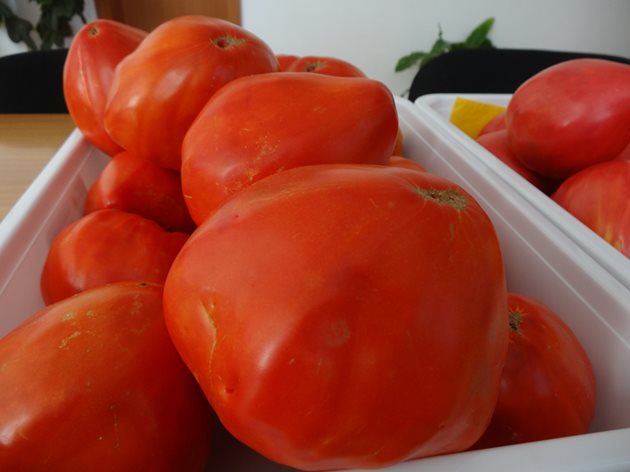 Така изглеждат доматите от сорта “Алено сърце” - едри, месести и сладки. Снимка: Авторът