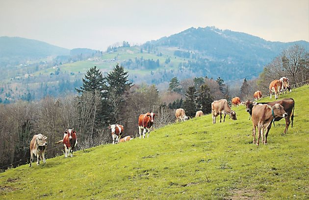 Млекопроизводителите в Швейцария се обединяват в кооперативи за по-достойни доходи.