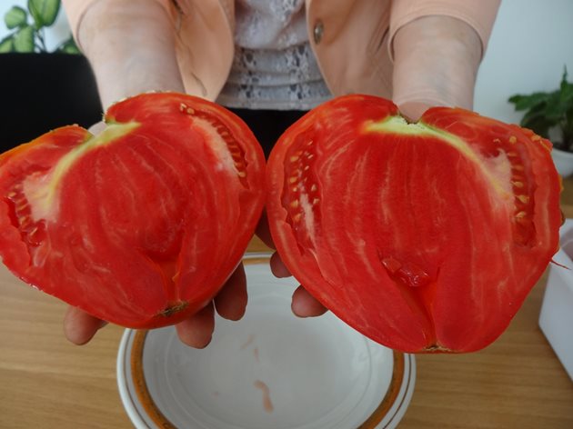 Ето как изглежда отвътре доматът от най-новия сорт "Алено сърце". Снимка: Авторът