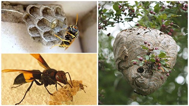 Асо оси нападат кошерите, първата ви задача е да унищожите гнездата на осите, които са в близост до пчелина

