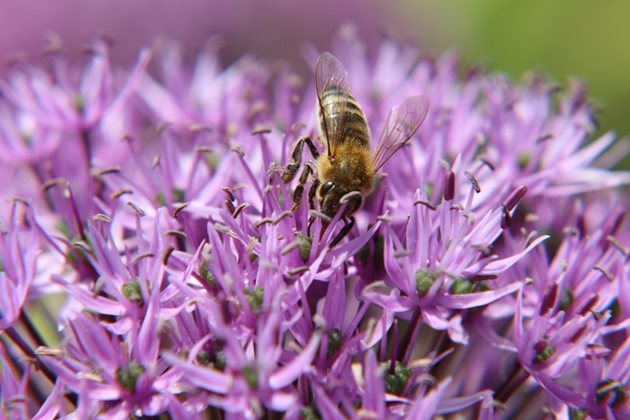 Пчелите реагират по-силно на миризмите, свързани с събирането на храна, отколкото на феромоните, които призовават за война.
