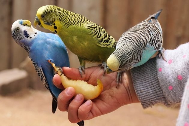 Неограничен е броят на хранителните добавки за увеличаване на разнообразието, което папагалът ви получава чрез храната