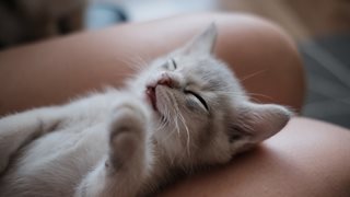 Какво означава, когато сънуваме котки?