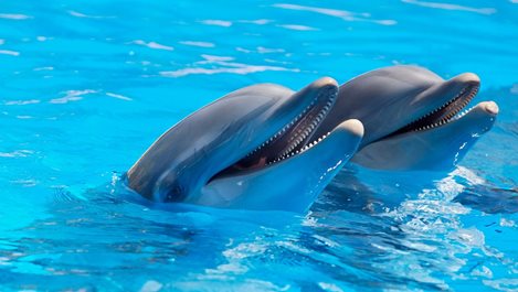 До 2021 г. ще може да разговаряме с делфини (видео)