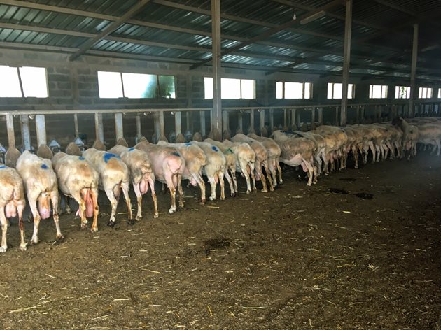 Хранителна лента за 160 животни дава сили на издоените вече овце