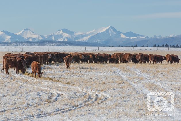 Зимното изхранване в месодайното говедовъдство е успешно, когато през пасищния период фермерът е осигурил и складирал нужните фуражи. През зимата, разбира се, е необходима и ежедневна проверка на здравословното състояние на животните.