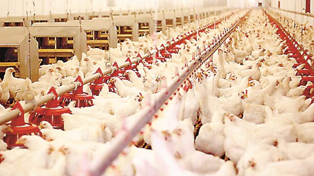 Птичият грип е силно смъртоносен при пилета и кокошки