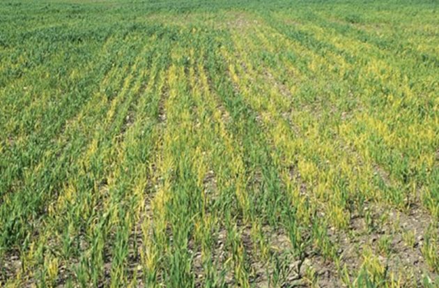 Дефицит на азот при пшеница