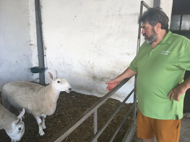 Някои бутикови породи овце у нас могат да се видят само във фермата на Назми