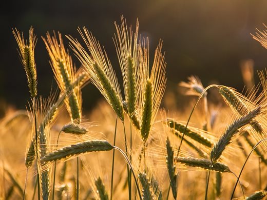 Турция преговаря с Русия, Украйна и ООН за възобновяване на зърнената сделка