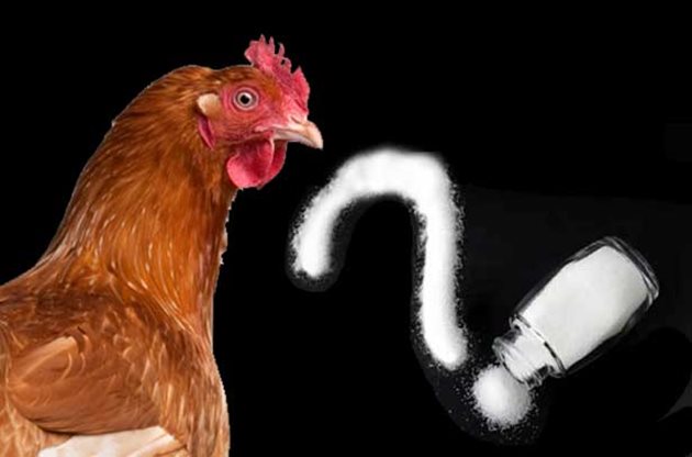Внимавайте с количеството сол, което добавяте към домашно приготвените смески за кокошки