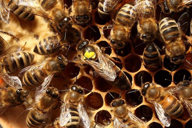 Освен че майката снася в горния корпус, пчелите също по инстинкт пренасят храната от долния в горния корпус