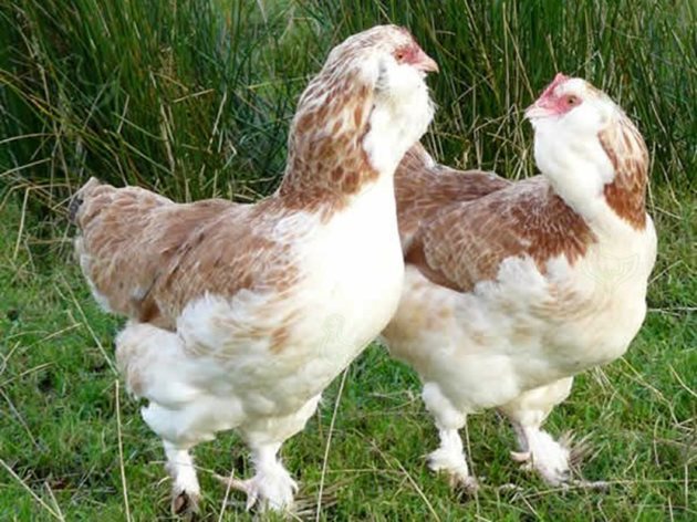 Кокошките Фаверол тежат 3,4-4,3 кг