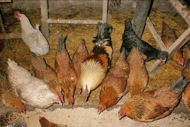 Никога не давайте на кокошките си готови комбинирани фуражи, които са за други видове животни