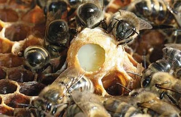 В пчелина винаги има нужда от млади оплодени майки за замяна на старите износени пчелни майки.