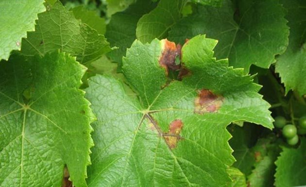 Маната е много агресивна болест, която, ако не се овладее навреме, силно поразява реколтата и качеството на гроздето за вино
