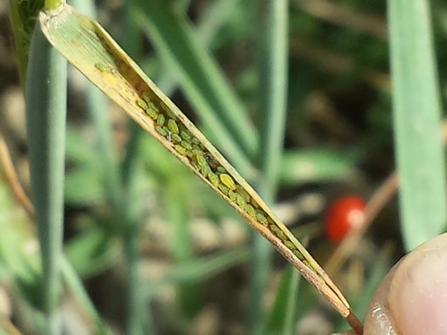 В САЩ има поне пет отделни вида листни въшки, учените имат за цел да развият високоефективни сортове пшеница с генетична резистентност към всички тях.