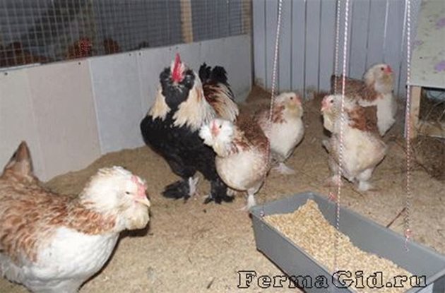 Трябва да се внимава с храненето на кокошките Фаверол Снимка: FermaGid.ru