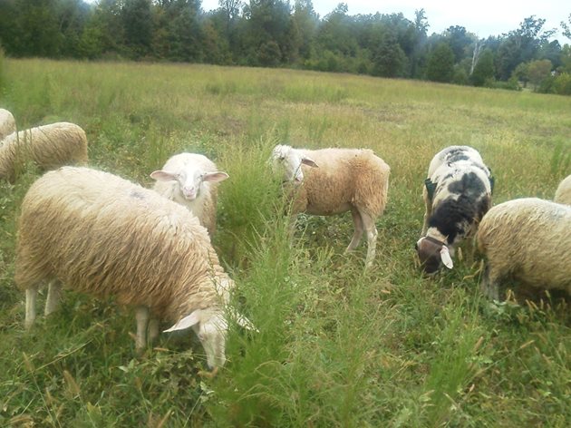 След дългия дъждовен период, предшестващ горещините, повечето пасища се превърнаха в мочурливи места, където овцете газят в търсене на зелена и сочна трева